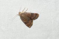Noctua janthe