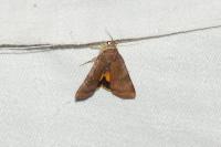 Noctua janthe