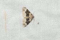 Epirrhoe galiata