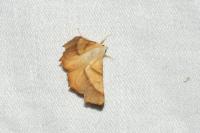 Ennomos fuscantaria