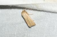 Mythimna pallens