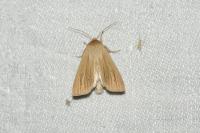 Mythimna pallens