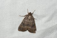 Amphipyra berbera svenssoni
