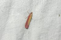 Oncocera semirubella