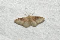 Idaea degeneraria