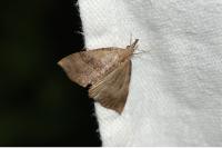 Hypena proboscidalis