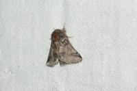 Thaumetopoea processionea