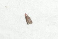 Acrobasis advenella