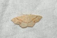 Cyclophora punctaria