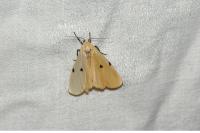 Lithosia quadra