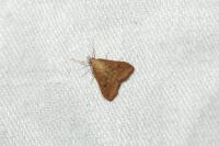 Udea ferrugalis