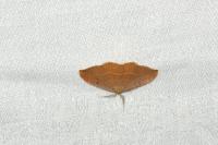 Watsonalla binaria