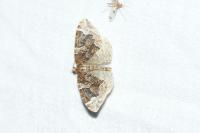 Eulithis prunata