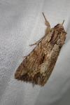 Apamea monoglypha monoglypha