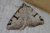 Macaria wauaria