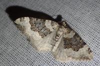 Epirrhoe galiata