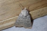 Hoplodrina respersa