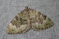 Colostygia olivata