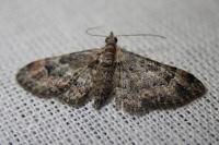 Gymnoscelis rufifasciata