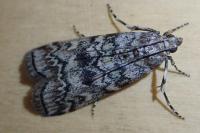 Dioryctria simplicella