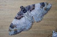 Catarhoe cuculata