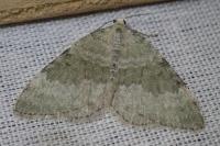 Colostygia aqueata aqueata