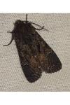 Mniotype adusta
