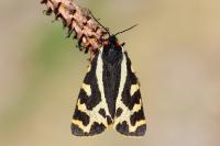 Arctia plantaginis