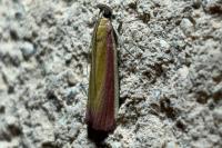 Oncocera semirubella
