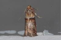 Acrobasis tumidana