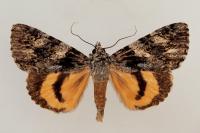 Catocala diversa