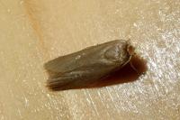 Achroia grisella