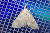 Udea fulvalis