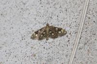 Anania coronata