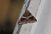 Dysgonia algira