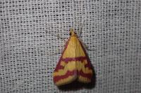 Pyrausta sanguinalis