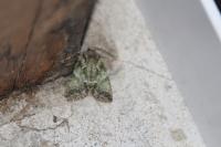Polyphaenis sericata