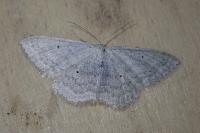 Scopula incanata