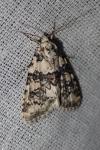 Bryophila domestica