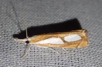 Catoptria pinella