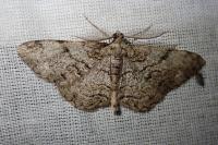 Peribatodes secundaria secundaria