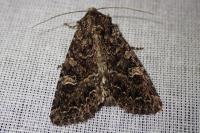Apamea maillardi