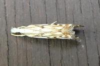 Catoptria falsella