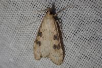 Udea costalis