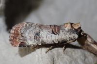 Epilecta linogrisea