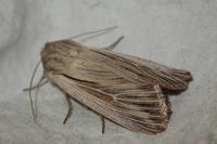 Leucania comma