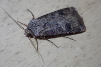 Agrotis clavis clavis