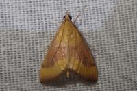 Pyrausta castalis