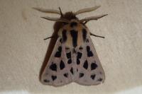 Chelis maculosa