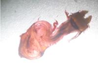 Oligia latruncula